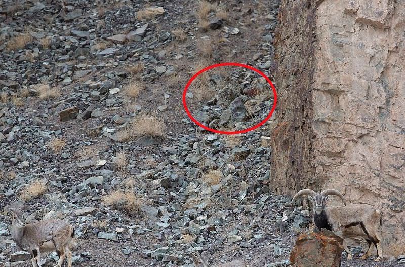 Inger Vandyke Snow Leopard Photograph - Spot the Mountain Ghost 