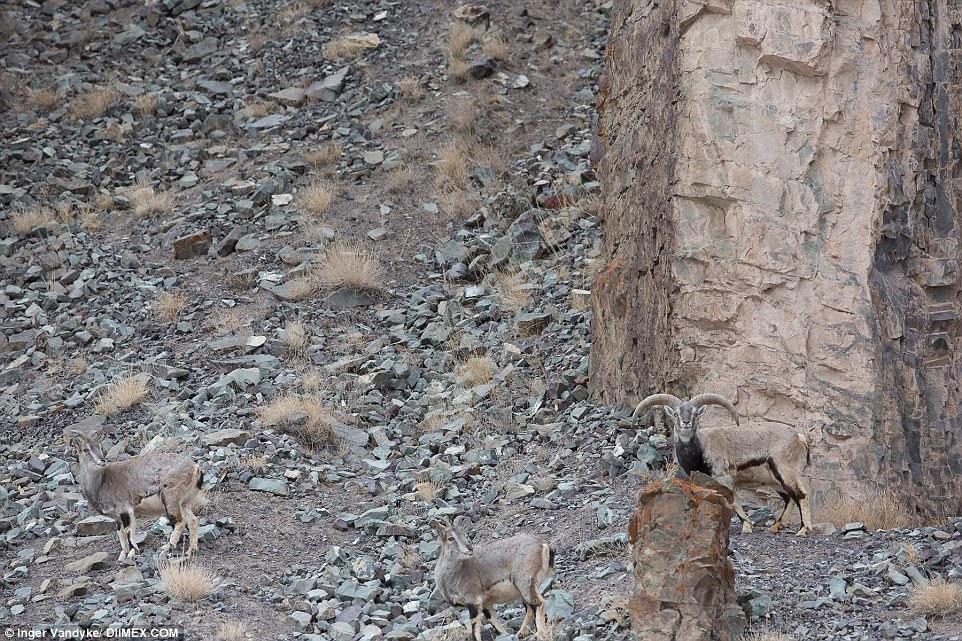 Inger Vandyke Snow Leopard Photograph - Spot the Mountain Ghost