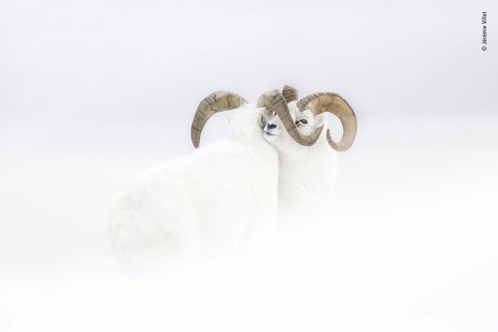 Wildlife Photographer of the Year 2019