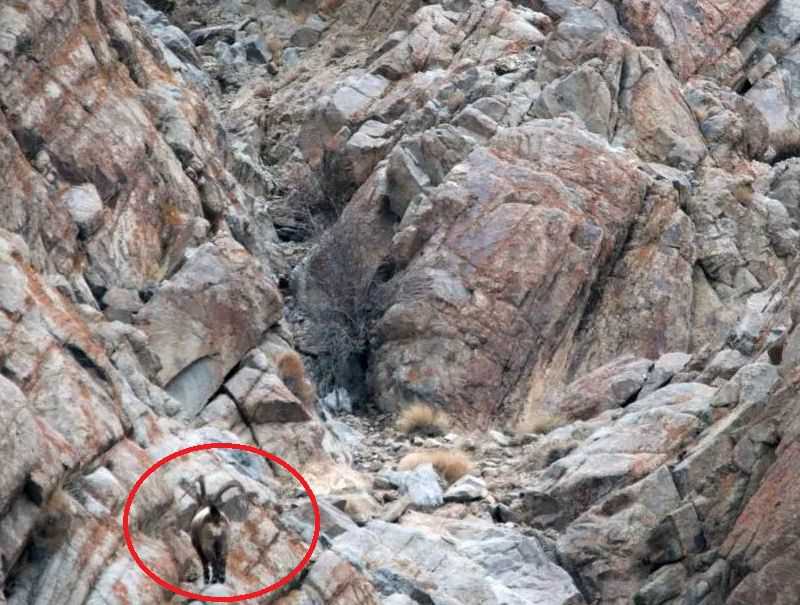 Nirali Mehta Snow Leopard Photograph Ladakh