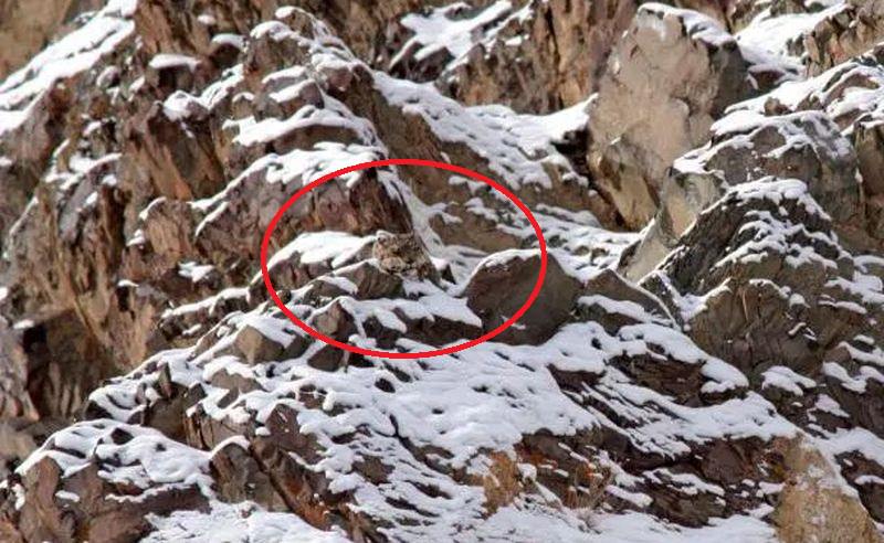 Raghu Chundawat Snow Leopard Photograph Ladakh 