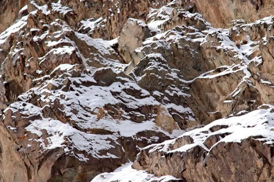 Snow Leopard a.k.a Grey Ghosts of Himalaya are very rare to find.