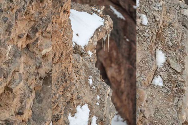 Saurabh Desai Snow Leopard Photograph