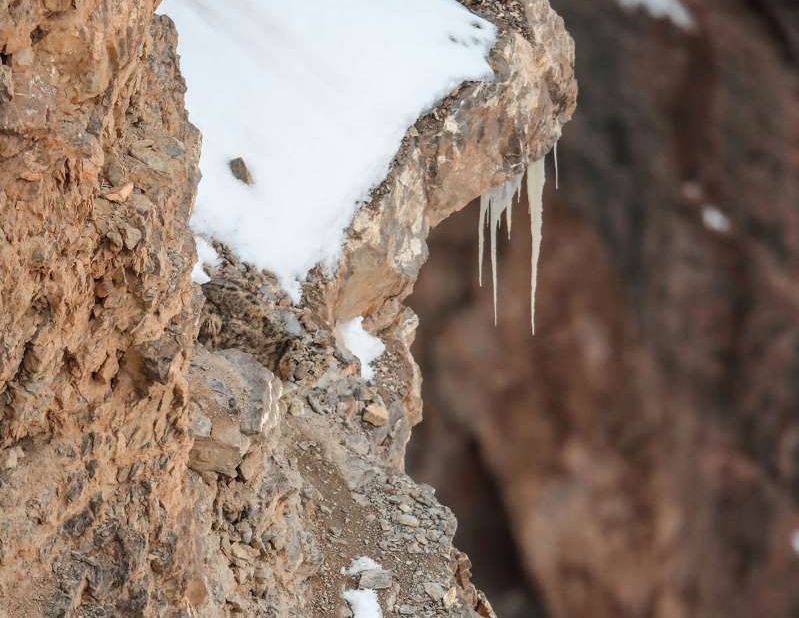 Snow Leopard a.k.a Grey Ghosts of Himalaya are very rare to find.