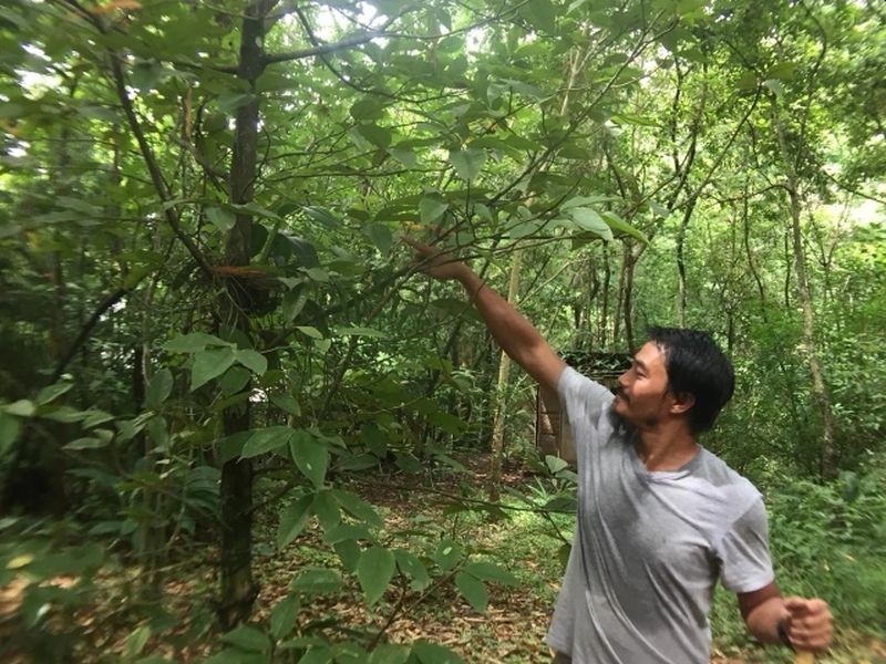 Moirangthem Loiya - Eco-Warriors Have Selflessly Been Planting Forests