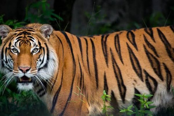 NTCA Revised SOP to Deal with Human-Tiger Conflict, Replaced the 'Man-Eater' Tag