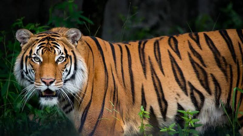 NTCA Revised SOP to Deal with Human-Tiger Conflict, Replaced the 'Man-Eater' Tag