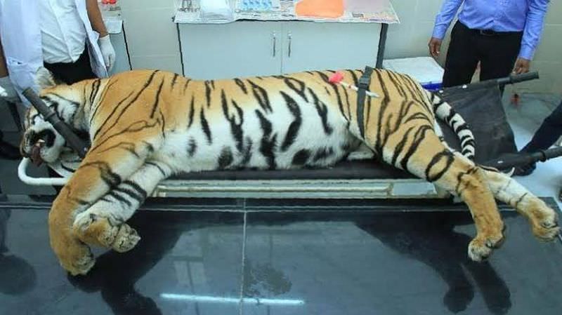 NTCA Revised SOP to Deal with Human-Tiger Conflict, Replaced the 'Man-Eater' Tag