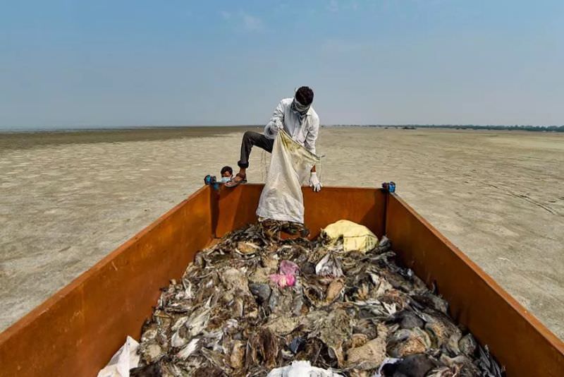 Over 1,000 Migratory Birds Died Mysteriously at Rajasthan’s Sambhar Lake