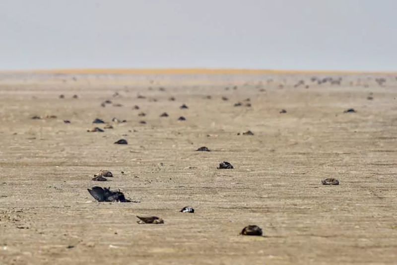 Over 1,000 Migratory Birds Died Mysteriously at Rajasthan’s Sambhar Lake
