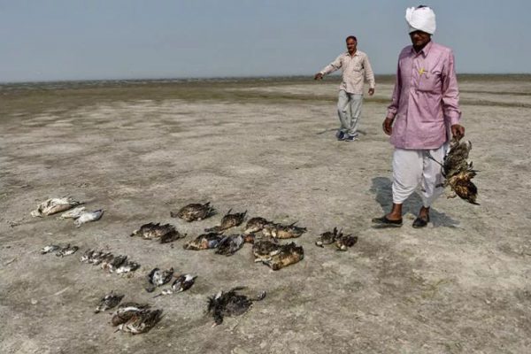 Over 1,000 Migratory Birds Died Mysteriously at Rajasthan’s Sambhar Lake