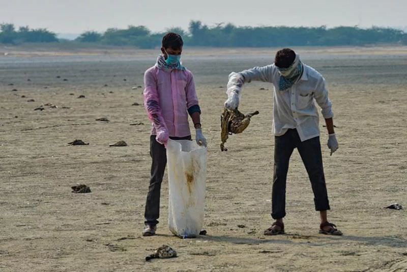 Over 1,000 Migratory Birds Died Mysteriously at Rajasthan’s Sambhar Lake