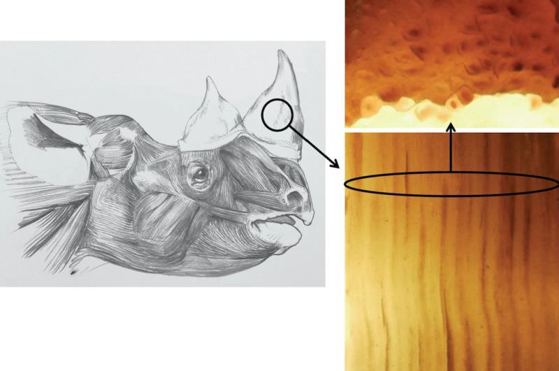 Scientists at Oxford University Have Created Fake Rhino Horn to Ruin the Market