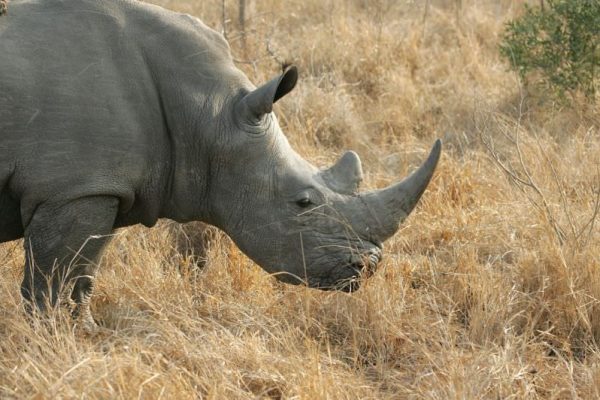Scientists at Oxford University Have Created Fake Rhino Horn to Ruin the Market