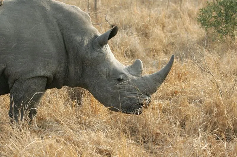 Scientists at Oxford University Have Created Fake Rhino Horn to Ruin the Market