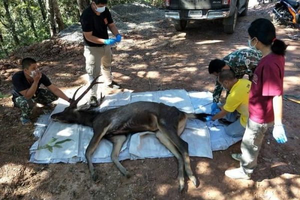 Wild Deer Dies in Thailand after Choking on 7 Kilos of Plastic Waste Clogged in Its Stomach