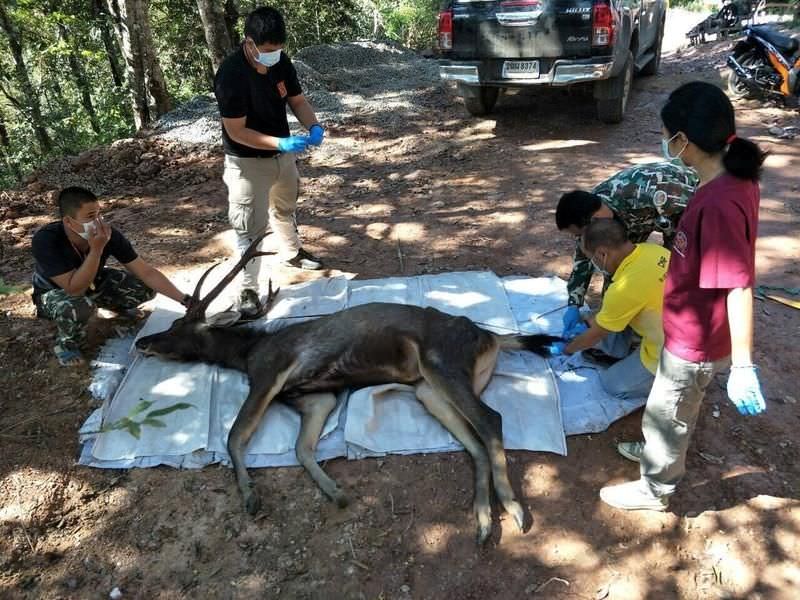 Wild Deer Dies in Thailand after Choking on 7 Kilos of Plastic Waste Clogged in Its Stomach