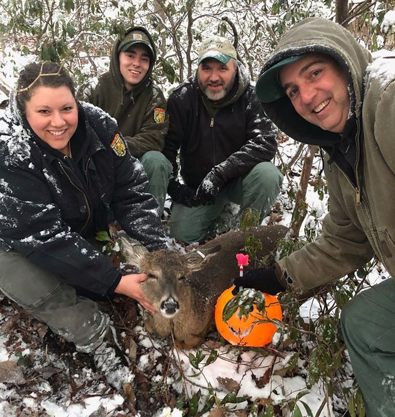  Deer With Its Head Stuck in Halloween Bucket Rescued in West Virginia