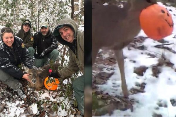  Deer With Its Head Stuck in Halloween Bucket Rescued in West Virginia