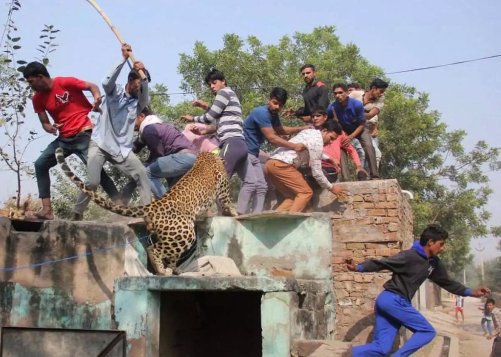 Causes Of Human Wildlife Conflicts In India Can We All Coexist