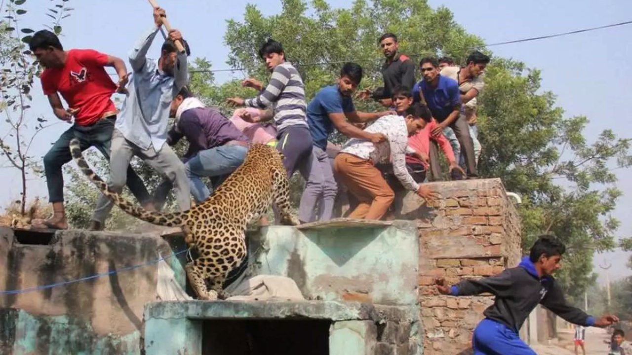 Human-Wildlife Conflicts in India, Cases on Rise