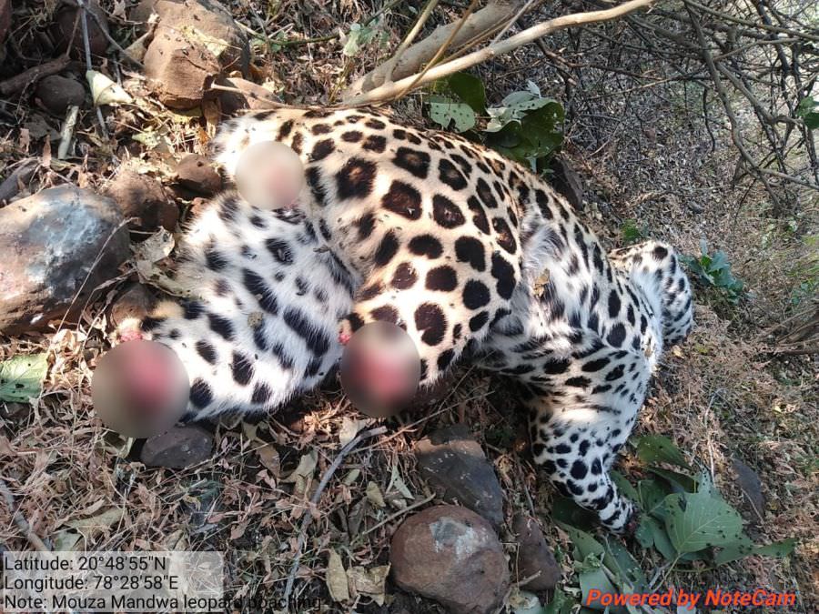 Leopard's Carcass Found in Maharashtra with its Head and Paws Mercilessly Severed!