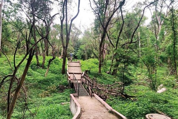 Shiv Sena to Cut Thousands of Trees in Aurangabad to Build Memorial for Bal Thackeray