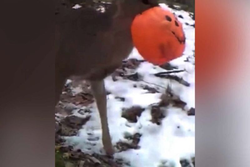  Deer With Its Head Stuck in Halloween Bucket Rescued in West Virginia