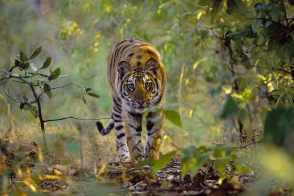 Radio-Collared Tigress Found Dead in Gadchiroli, Activists Blame Authorities for Being Negligent