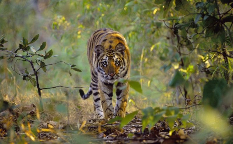 Radio-Collared Tigress Found Dead in Gadchiroli, Activists Blame Authorities for Being Negligent