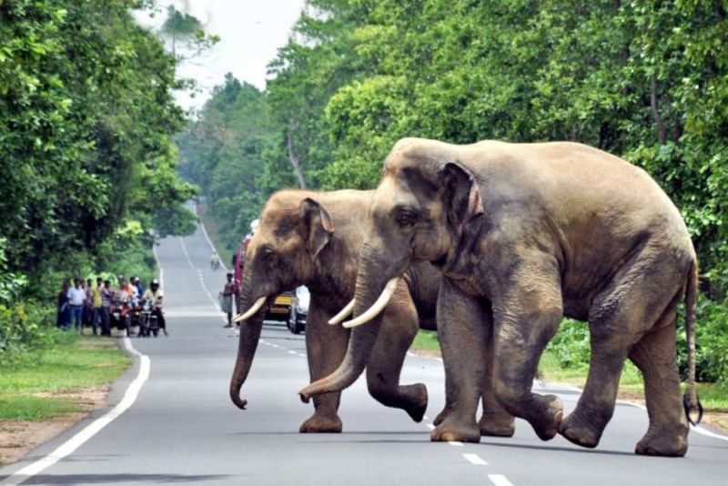 Construction of Proposed Airport in Jharkhand Deferred to Protect Elephant Corridor