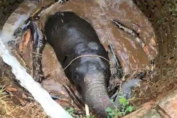 Forest Officials Used Archimedes Principle to Rescue Elephant from the Well