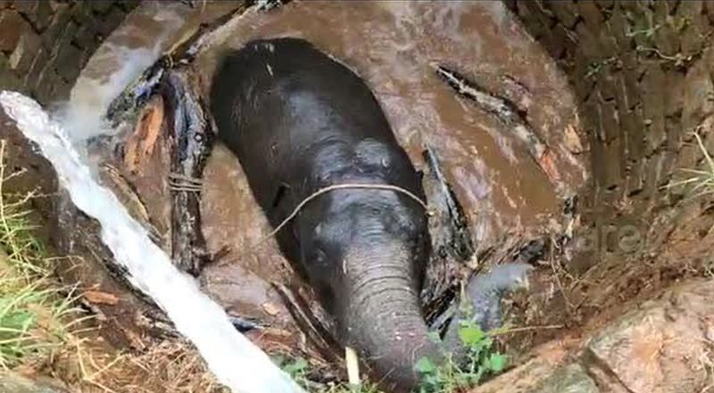 Forest Officials Used Archimedes Principle to Rescue Elephant from the Well