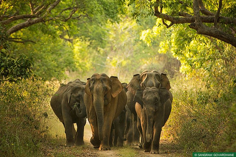 One-Kilometer Long Flyover to be Constructed for Elephants in Odisha