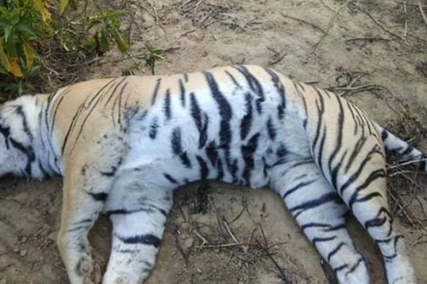 Tiger ‘Zalim’ Who Raised Orphan Twin Cubs Was Found Dead in Ranthambore Tiger Reserve