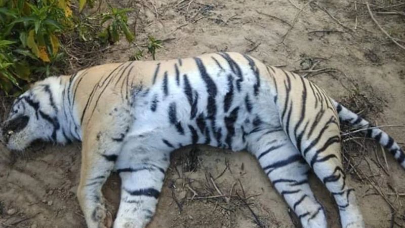 Tiger ‘Zalim’ Who Raised Orphan Twin Cubs Was Found Dead in Ranthambore Tiger Reserve