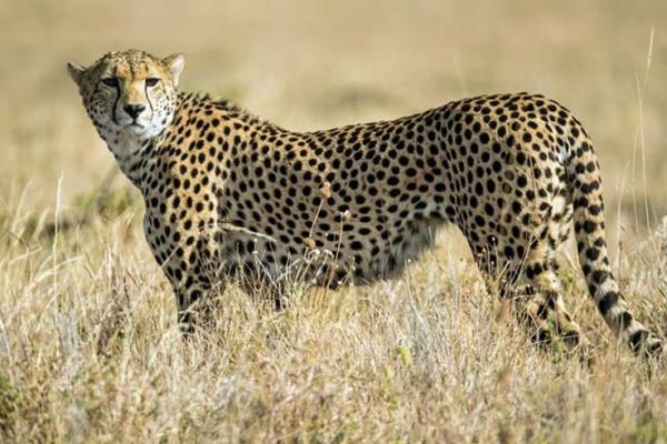 Supreme Court Allows NTCA to Introduce African Cheetahs in Indian Wilderness