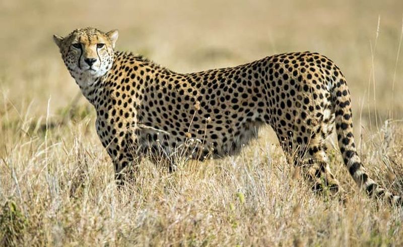 Supreme Court Allows NTCA to Introduce African Cheetahs in Indian Wilderness