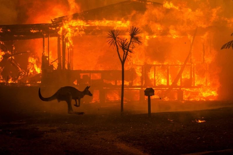Catastrophic Bushfires in Australia Could Drastically Change the Country Forever