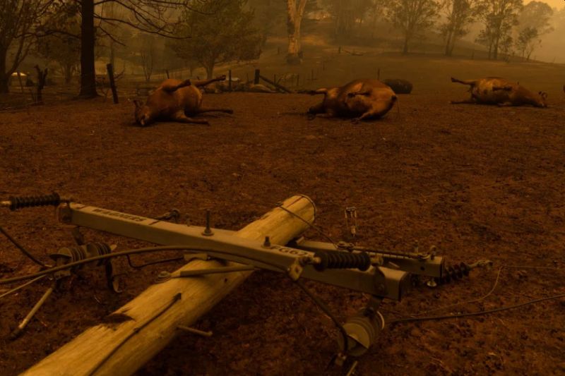 Catastrophic Bushfires in Australia Changing Country through Death and Destruction