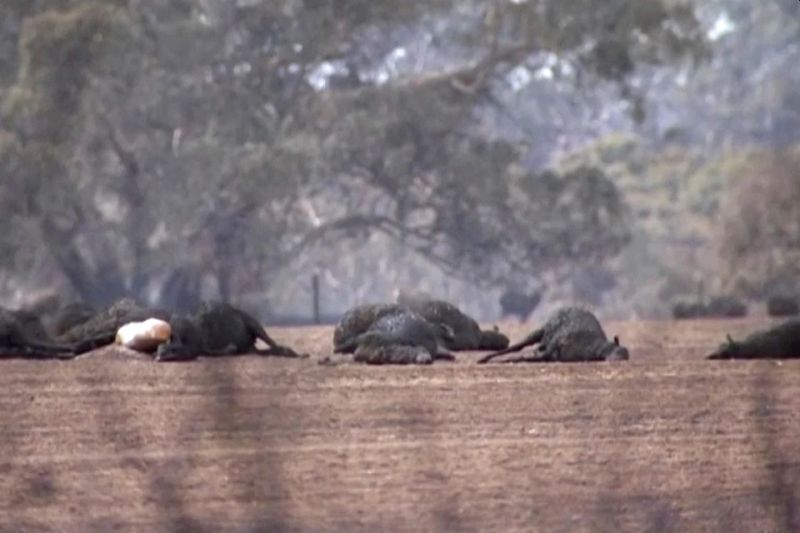 Catastrophic Bushfires in Australia Changing Country through Death and Destruction