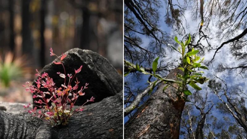 Catastrophic Bushfires in Australia Changing Country through Death and Destruction