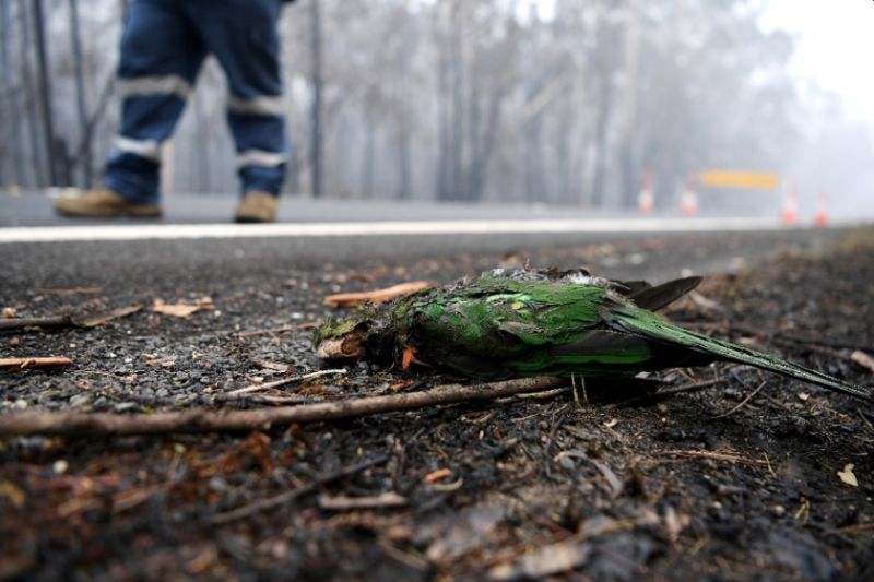 Catastrophic Bushfires in Australia Ravaging the Land Down Under