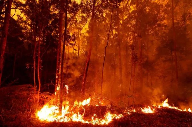 Catastrophic Bushfires in Australia Could Drastically Change the Country Forever