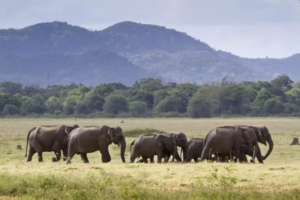 Construction of Proposed Airport in Jharkhand Deferred to Protect Elephant Corridor