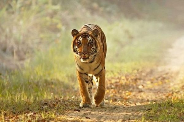 Construction of Road Connecting Jim Corbett and Rajaji Tiger Reserve to Commence Soon