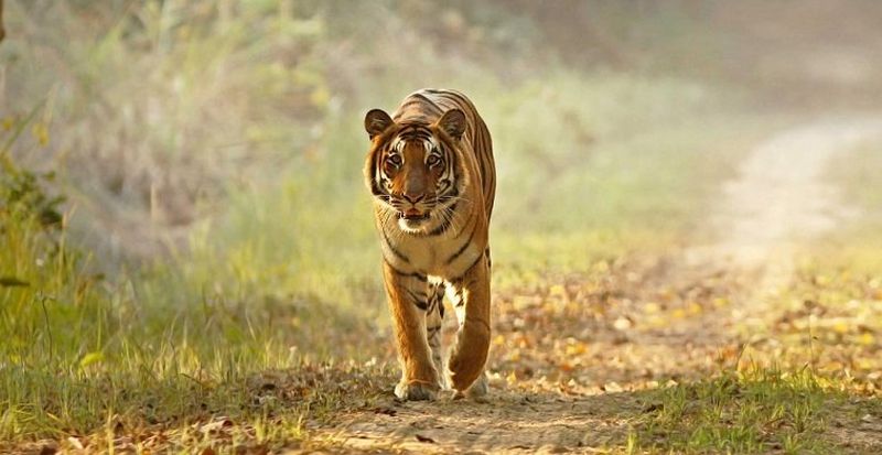 Madhya Pradesh Forest Department To Test Tigers for COVID-19 