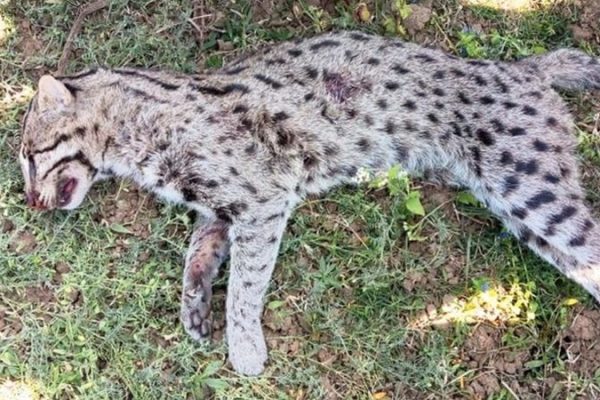 Fear of Big Cats Prompt Killing of Endangered Fishing Cat in Hooghly