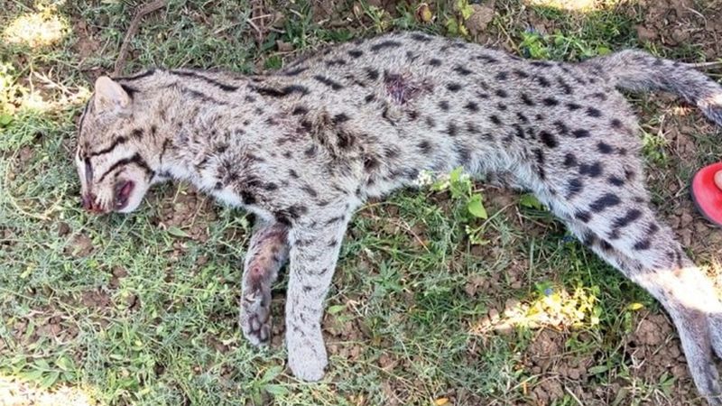 Fear of Big Cats Prompt Killing of Endangered Fishing Cat in Hooghly