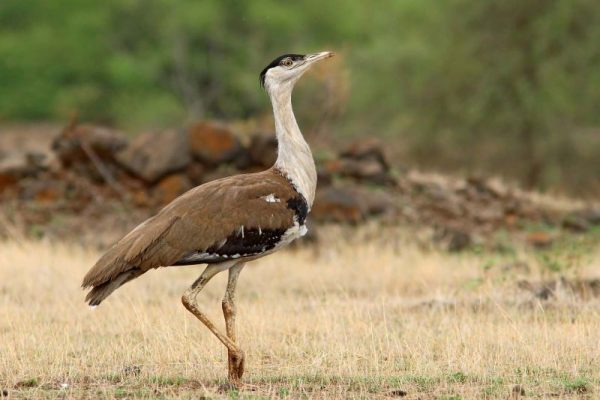 India Will Host COP-13 UN Summit for Conservation of Migratory Wildlife Species